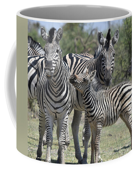 Zebra Coffee Mug featuring the photograph Zebra Family by Ben Foster
