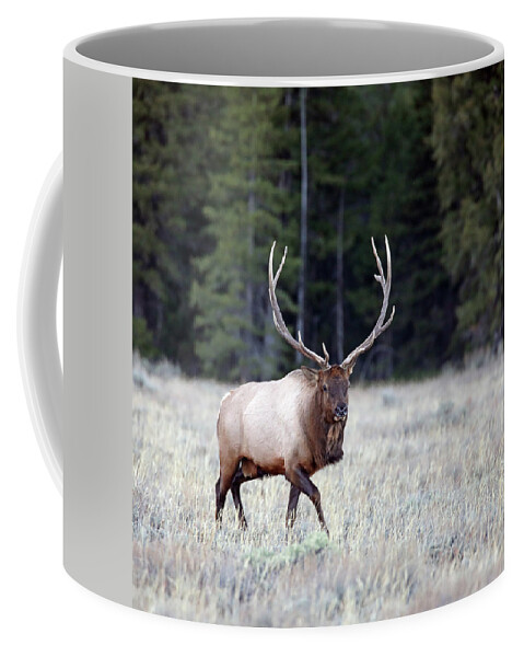 Elk Coffee Mug featuring the photograph 2020 Bull Elk #1 by Jean Clark