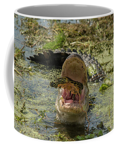 Alligator Coffee Mug featuring the photograph Alligator Eating Turtle #2 by Carolyn Hutchins
