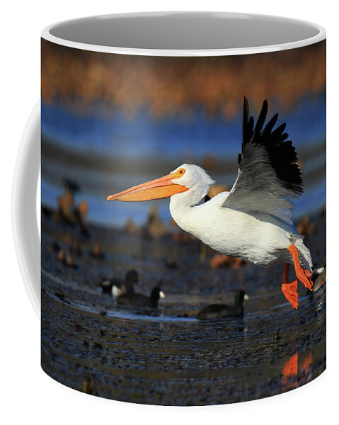 American White Pelican Coffee Mug featuring the photograph American White Pelican #1 by Shixing Wen