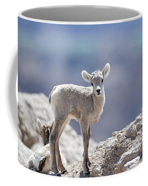 Animal Coffee Mug featuring the photograph Baby Big Horn #1 by Paul Freidlund
