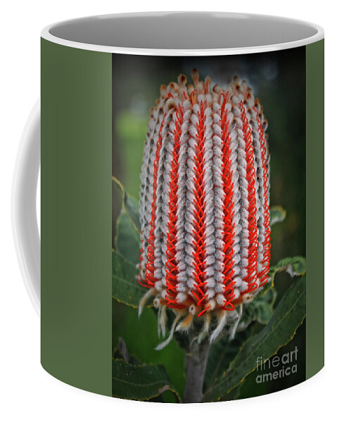 Banksia Coffee Mug featuring the photograph Banksia Coccinea by Elaine Teague