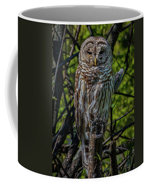 Animal Coffee Mug featuring the photograph Barred Owl #1 by Brian Shoemaker