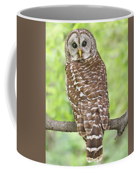 Male Barred Owl Coffee Mug featuring the photograph Portrait of a Male Barred owl by Puttaswamy Ravishankar