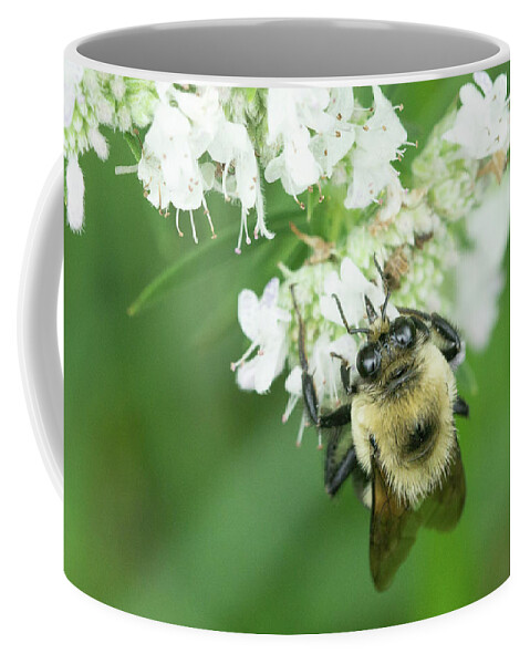 Bee Flower Coffee Mug featuring the photograph Bee on a Flower #2 by David Morehead