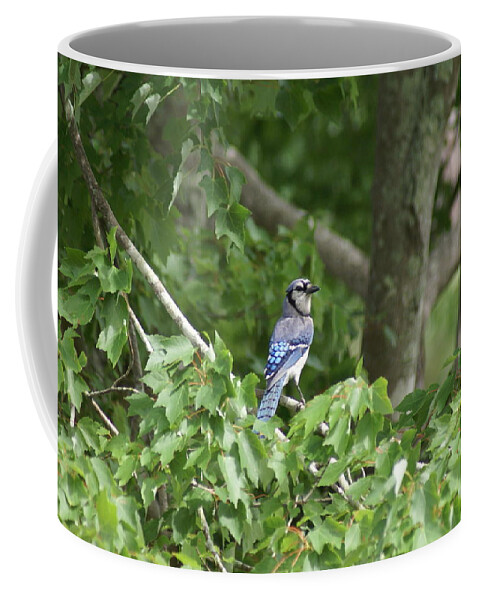  Coffee Mug featuring the photograph Blue Jay by Heather E Harman