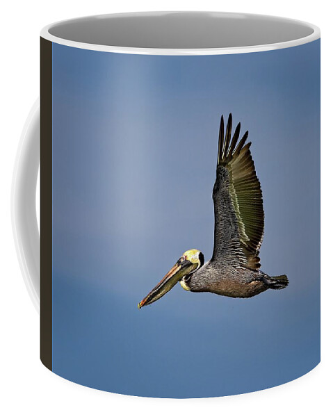 America Coffee Mug featuring the photograph Male Brown Pelican flying along John's Pass by Ronald Lutz