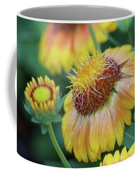 Flower Coffee Mug featuring the photograph Bud to Bloom #1 by Mary Anne Delgado
