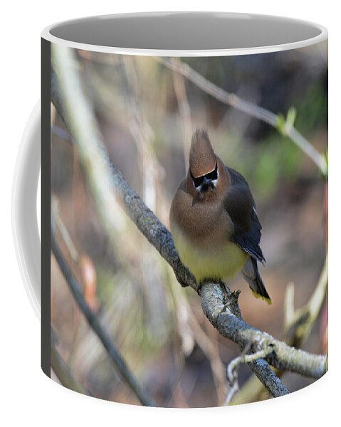  Coffee Mug featuring the photograph Cedar Waxwing 6 #1 by David Armstrong