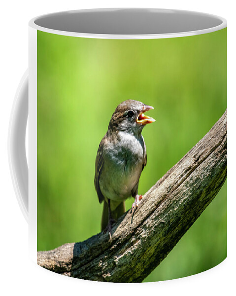 Bird Coffee Mug featuring the photograph Chirp #1 by Cathy Kovarik