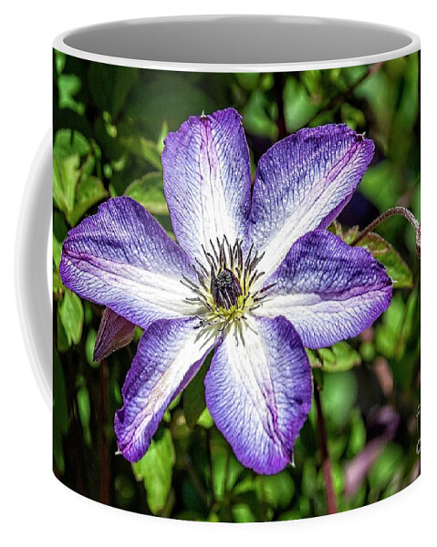 Clematis Coffee Mug featuring the photograph Clematis #1 by Fran Woods