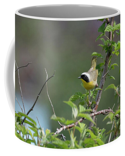 Kmaphoto Coffee Mug featuring the photograph Common Yellowthroat #2 by Kristine Anderson