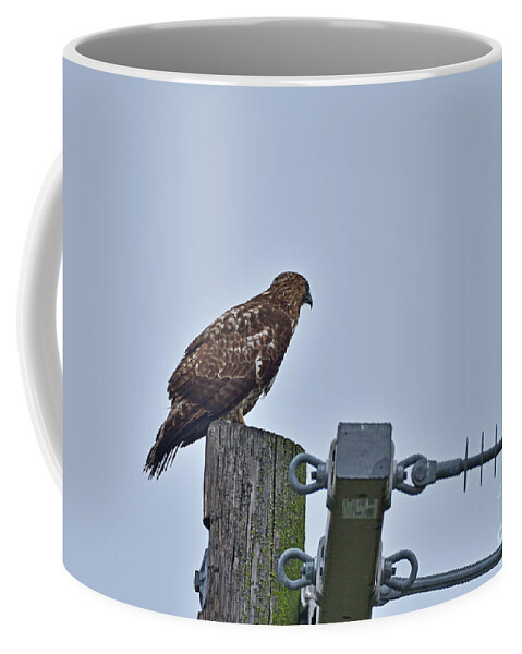 Accipiter Cooperii Coffee Mug featuring the photograph Cooper's Hawk #1 by Amazing Action Photo Video