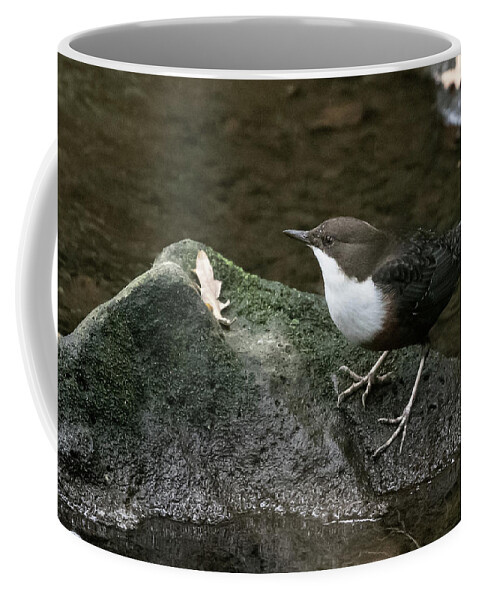 Flyladyphotographybywendycooper Coffee Mug featuring the photograph Dipper #1 by Wendy Cooper