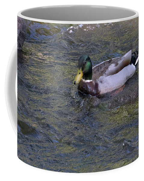 Bird Coffee Mug featuring the photograph Duck #1 by Paul Ross