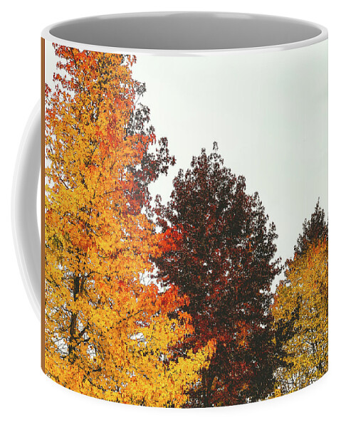 Trees Coffee Mug featuring the photograph Fall by Anamar Pictures
