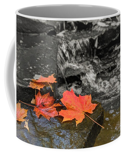  Coffee Mug featuring the photograph Fall Leaves #1 by Brad Nellis