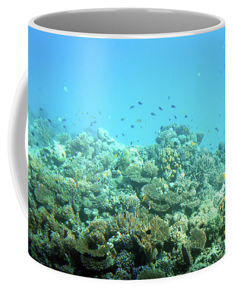 Sea Coffee Mug featuring the photograph fish among corals in Red Sea #1 by Mikhail Kokhanchikov