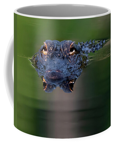 Aligator Coffee Mug featuring the photograph Florida Gator #1 by Larry Marshall