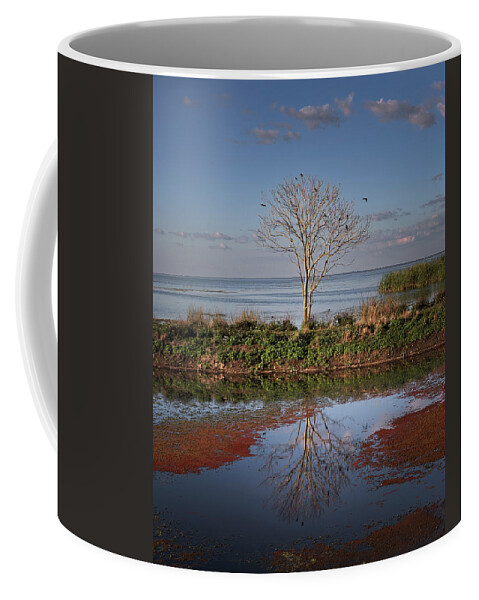 Florida Coffee Mug featuring the photograph Reflection of a Solitary Tree by Lars Mikkelsen