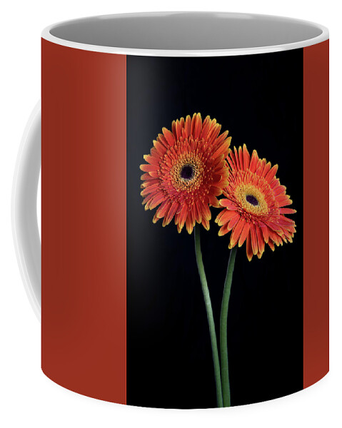 Daisies Coffee Mug featuring the photograph Fresh Daisy flower isolated on black background by Michalakis Ppalis