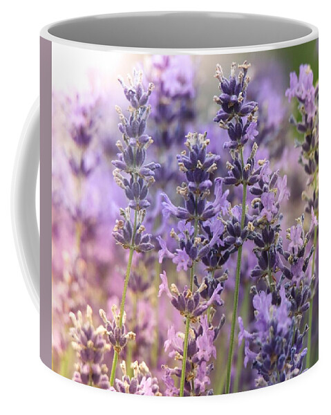 Lavender Coffee Mug featuring the photograph Fresh Lavender by Susan Rydberg