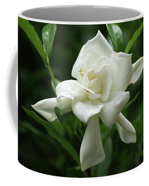  Coffee Mug featuring the photograph Gardenia by Heather E Harman