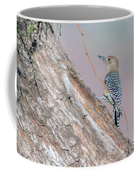 Gila Woodpecker Coffee Mug featuring the photograph Gila Woodpecker 3665-020119 #1 by Tam Ryan