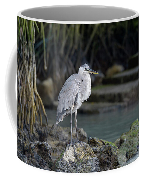 Republic Of Ecuador Coffee Mug featuring the photograph Great Blue Heron, Ardea herodias, Santa Cruz Island, Galapagos Islands, Ecuador #1 by Kevin Oke