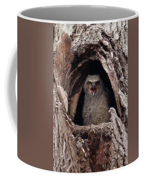 Great Horned Owlet Coffee Mug featuring the photograph Great Horned Owlet #1 by Brook Burling