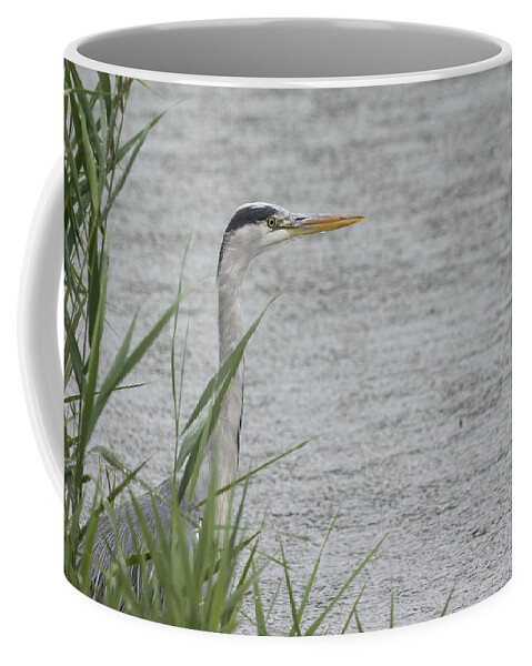 100-400mmlmk2 Coffee Mug featuring the photograph Grey Heron #1 by Wendy Cooper