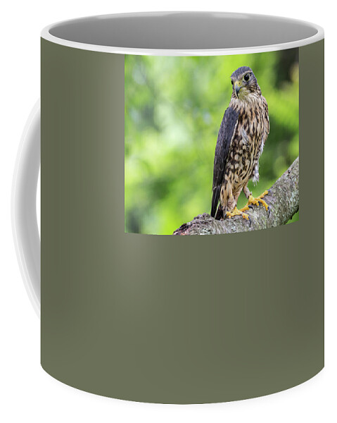 Raptors Owl Hawk Coffee Mug featuring the photograph Hawk by Robert Miller