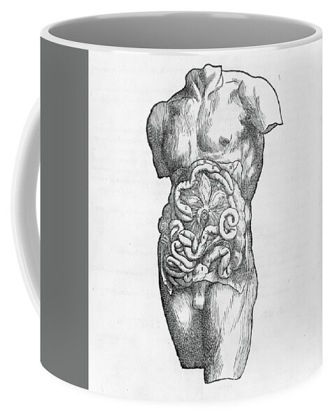 16th Coffee Mug featuring the photograph Human anatomy showing male muscles and organs #1 by Steve Estvanik