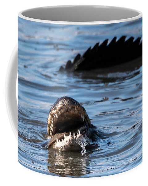 Alligator Eating Coffee Mug featuring the photograph Hungry Alligator #1 by Joe Granita