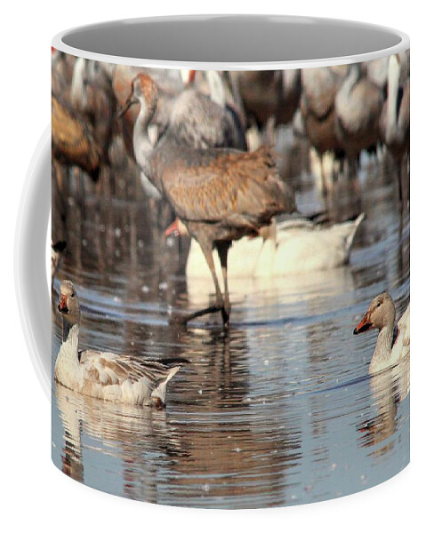 Arizona Coffee Mug featuring the photograph Immature Snow Geese by Robert Harris