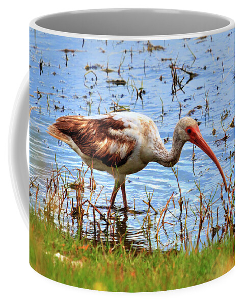 Birds Coffee Mug featuring the photograph Immature White Ibis by Robert Harris