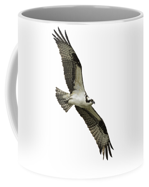 Osprey Coffee Mug featuring the photograph Isolated Osprey 2021-1 by Thomas Young