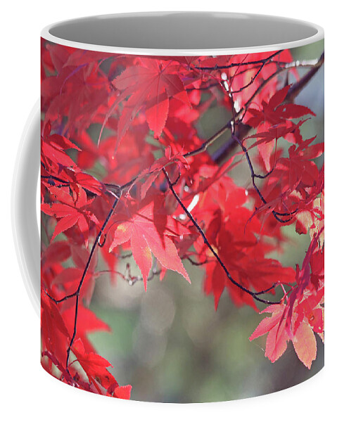 Nature Coffee Mug featuring the photograph Japanese Maple Leaves in Autumn by Trina Ansel