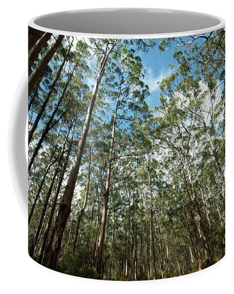 Karris Coffee Mug featuring the photograph Karris, Boranup Forest, Margaret River, Western Australia 2 by Elaine Teague