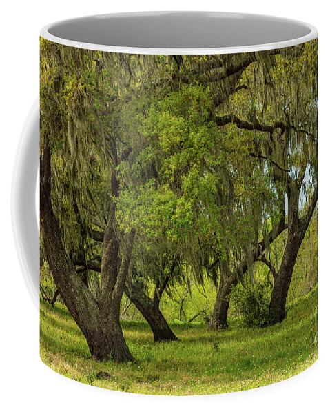 Tree Coffee Mug featuring the photograph Live Oak Stand by Seth Betterly