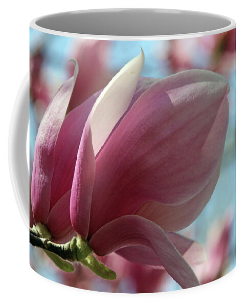 Pink Coffee Mug featuring the photograph Magnolia #2 by Carolyn Stagger Cokley