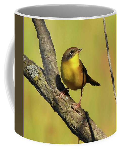 Bird Coffee Mug featuring the photograph Mellow Yellow #2 by Judy Stepanian