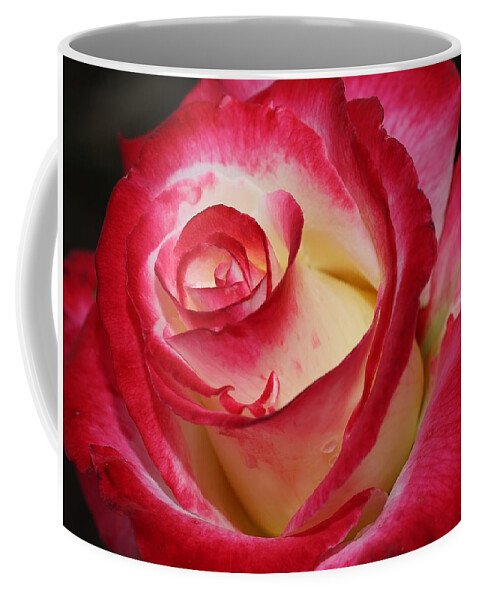 Rose Coffee Mug featuring the photograph Multi-colored Rose by Mingming Jiang