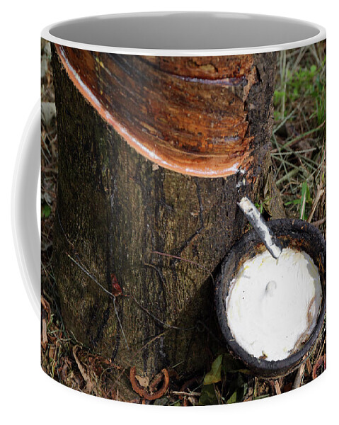 Rubber Coffee Mug featuring the photograph Natural latex dripping from rubber tree #1 by Mikhail Kokhanchikov