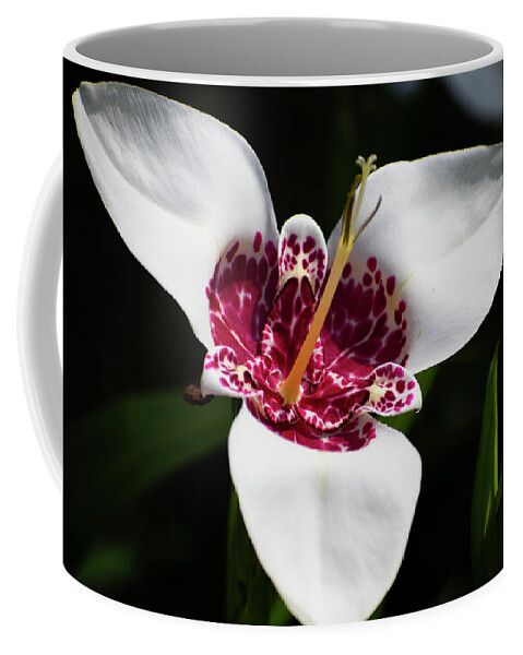 Flowers Coffee Mug featuring the photograph Nature Art #1 by Robert Grac