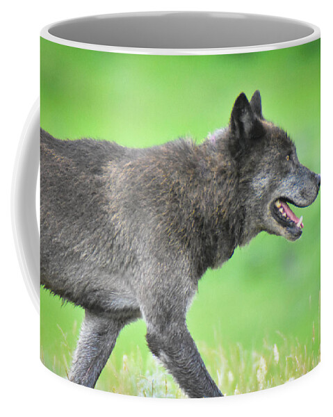 Wolf Coffee Mug featuring the photograph On the Hunt #1 by Ed Stokes