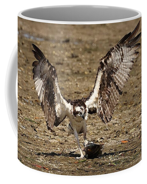 Osprey Coffee Mug featuring the photograph Osprey and Its Catch #1 by Mingming Jiang
