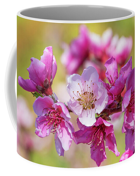 Apple Blossoms Coffee Mug featuring the photograph Pink Blossoms #1 by Mimi Ditchie