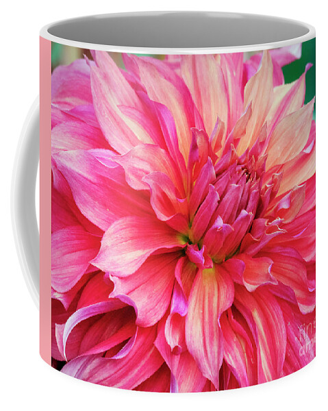 Dahlia Coffee Mug featuring the photograph Pink Dahlia #1 by Kristine Anderson