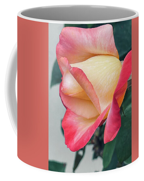 Rose Pink Tipped Green Leaves Grey Wall Yellow Sandiego Backyard Sooc Iphone Coffee Mug featuring the digital art Pink Tipped Rose #1 by Kathleen Boyles